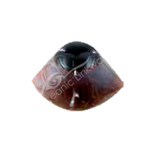 Third Eye Agate Specimen