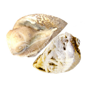 Polished Sheel Snail Specimen