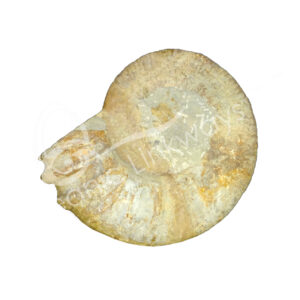Rough Ammonite Fossil