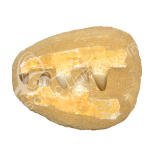 Mosasaur Jaw Fossil