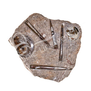 Plate Ammonite Fossil