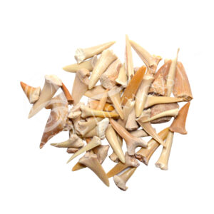 Broken Shark Teeth A