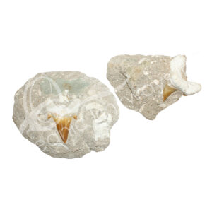 (CLOSE OUT) FOSSIL - SHARK TEETH IN MATRIX