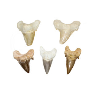 Loose Shark Tooth