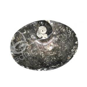Tray Goniatite Fossil