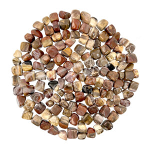 Petrified Wood Tumbled Stones