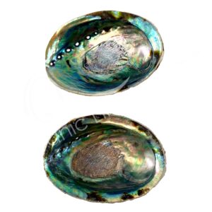 Abalone Shell