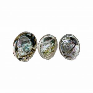 Abalone Shell