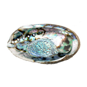 Abalone Shell