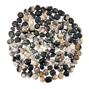 Petrified Wood Tumbled Stones