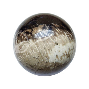 Polished Palm Root Fossil Sphere