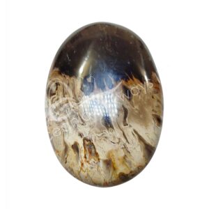 Polished Fossil Palm Root Palm Stone