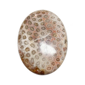 Polished Fossil Coral Palm Stone