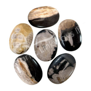 Polished Petrified Wood Palm Stone