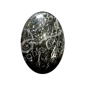 Crinoids Fossil Palm Stone