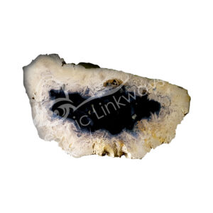 Palm Root Fossil Slice