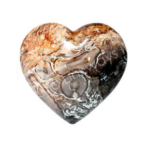 Polished Palm Root Fossil Heart