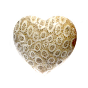 Polished Fossil Coral Heart