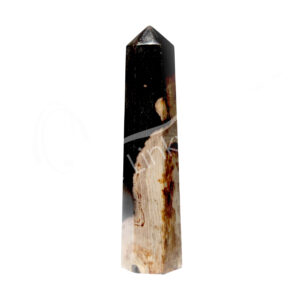 Polished Fossil Palm Root 6 Sides