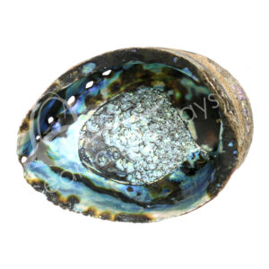 Mexican Abalone Shell