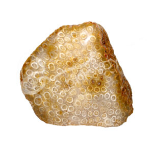 Fossil Coral SLice with one Polished Side