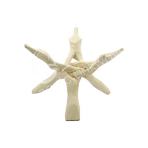 Natural Wood Stand with 4 Branche Legs