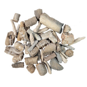 (CLOSE OUT) FOSSIL - BAMBOO TUBES 1-3''