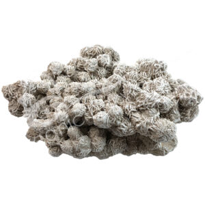 Desert Rose Specimen