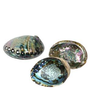 Abalone Shells
