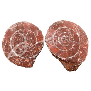 Polished Ammonite Fossil