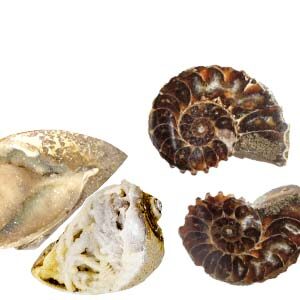 Shell