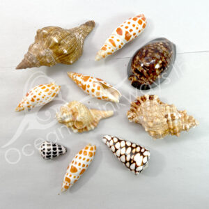(CLOSE OUT) DECORATIVE SHELLS - MIXED SHAPES 1-2"