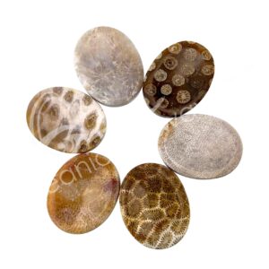 Fossil Coral Worry Stones