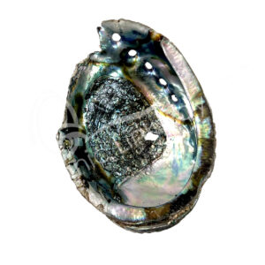 (CLOSE OUT) ABALONE SHELL- BROKEN 5-7"