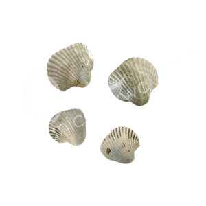 SPECIMEN - FOSSIL SHELL 0.75-1.5"